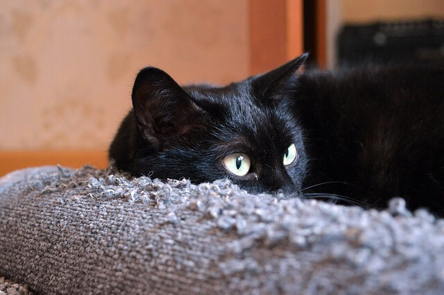 Katzen-Beobachtung beim Clickertraining