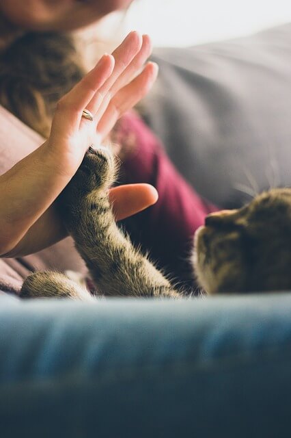 Katze gibt beim Clickertraining ein High Five