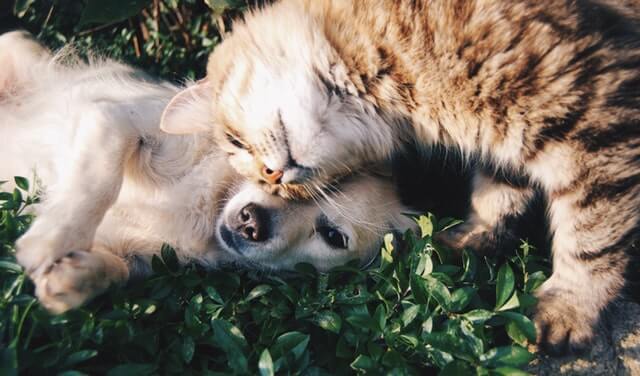Hund und Katze schmusen zusammen im Garten
