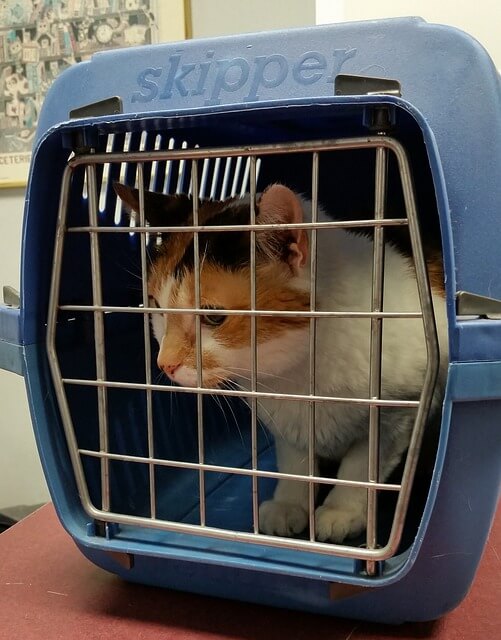 Katze sitzt in einer Transportbox
