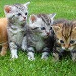 5 kleine Katzenbabys auf der grünen Wiese