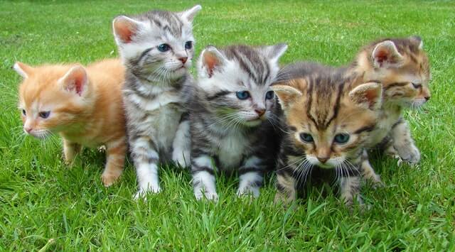 5 kleine Katzenbabys auf der grünen Wiese