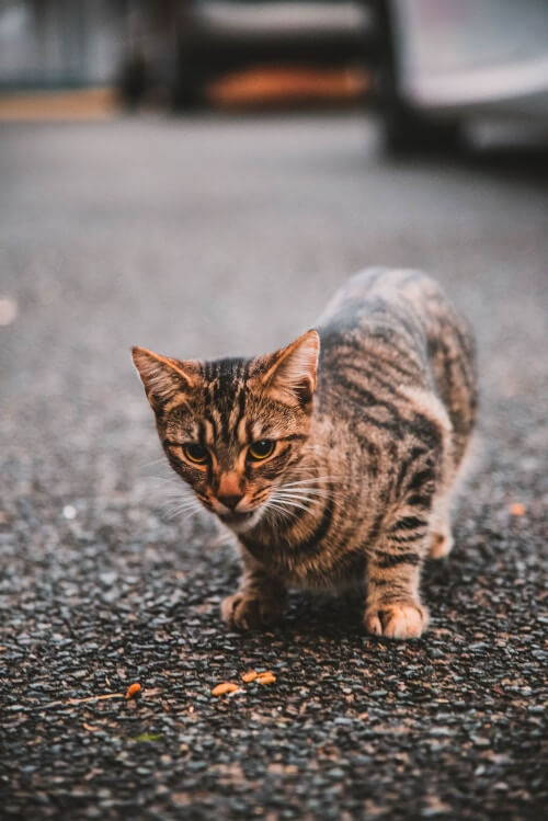 Eine angespannte Katze auf der Pirsch