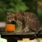 Eine Katze frisst draußen aus einer kaputten Tasse