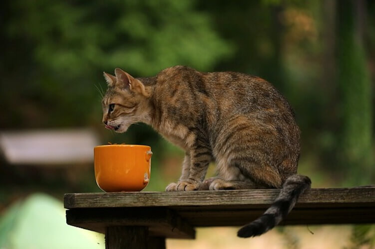 Eine Katze frisst draußen aus einer kaputten Tasse