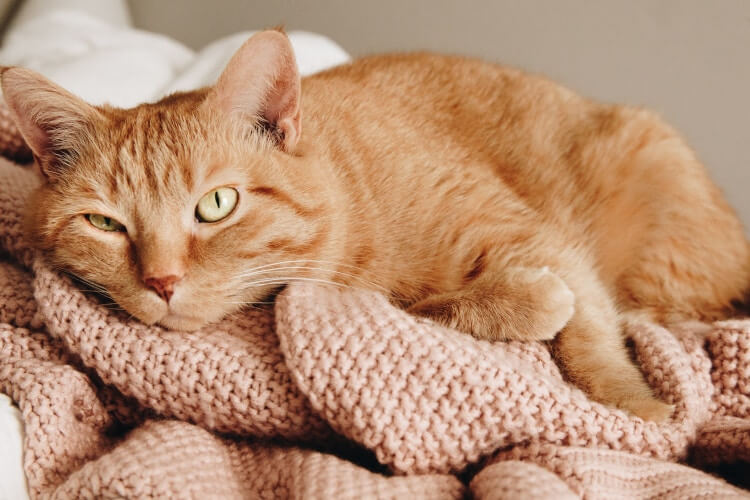 Katze entspannt sich auf einer rosanen Decke