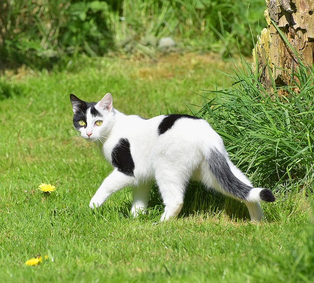 schwarz weiße Katze läuft weg