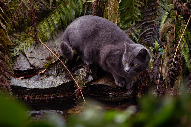 Katze in der Natur