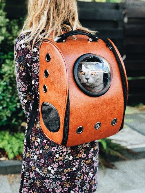 Eine Katze schaut aus dem Guckloch eines Rucksacks.