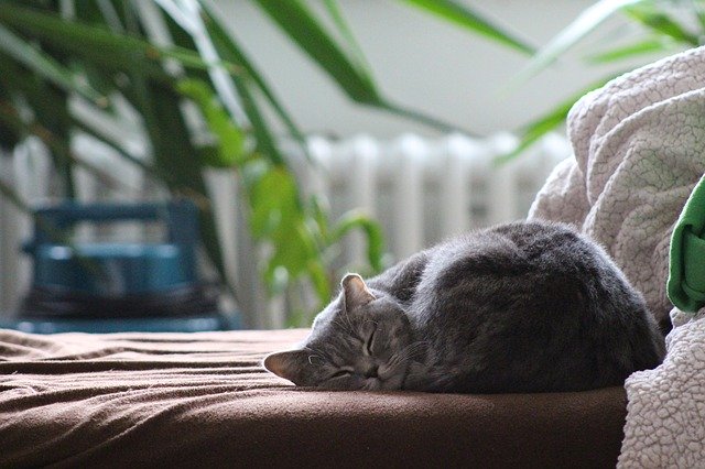 Katze schläft gemütlich auf dem Sofa