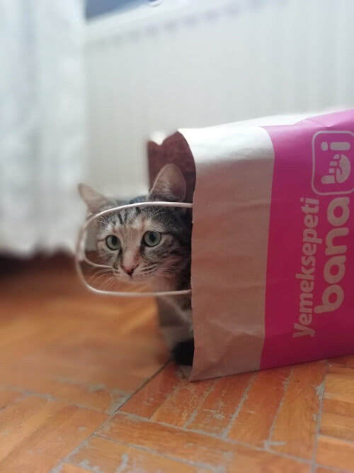 Eine kleine Katze versteckt sich in einer Einkaufstüte