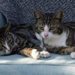 2 kastrierte Katzen liegen gemütlich auf dem Sofa