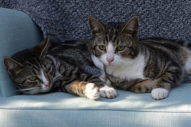 2 kastrierte Katzen liegen gemütlich auf dem Sofa