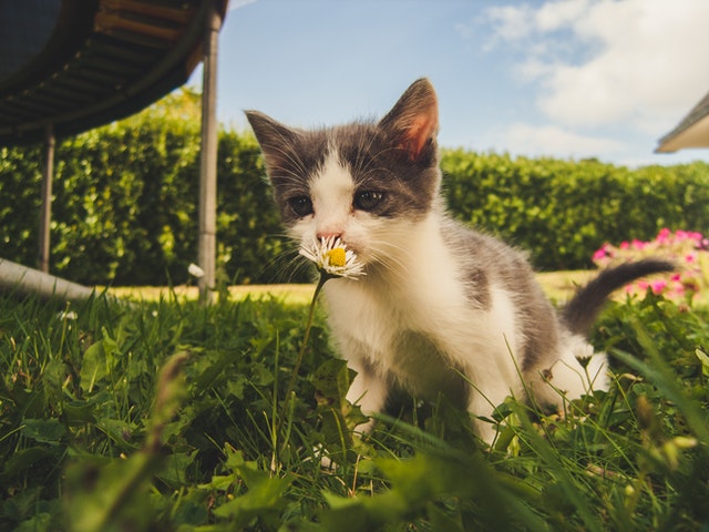 Babykatze riecht an Gänseblümchen