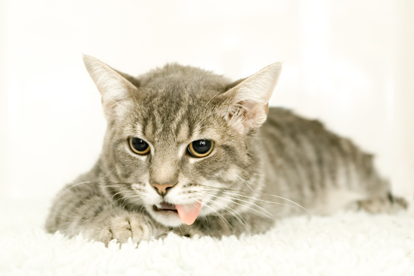 Zunge hängt aus dem Maul der Katze