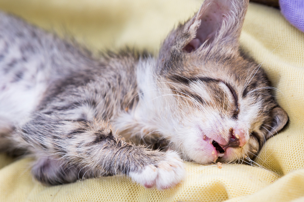 Krankes Katzenbaby hat erbrochen