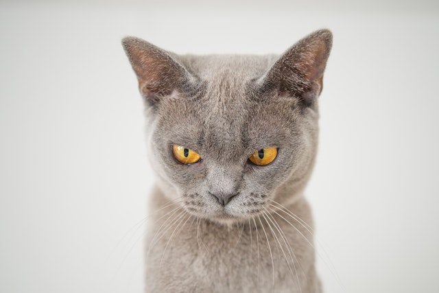 Nahaufnahme von grauer Katze