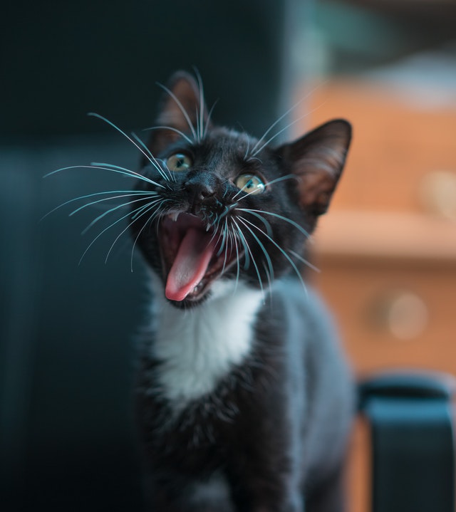 Schwarz weiße Katze mit offenem Maul