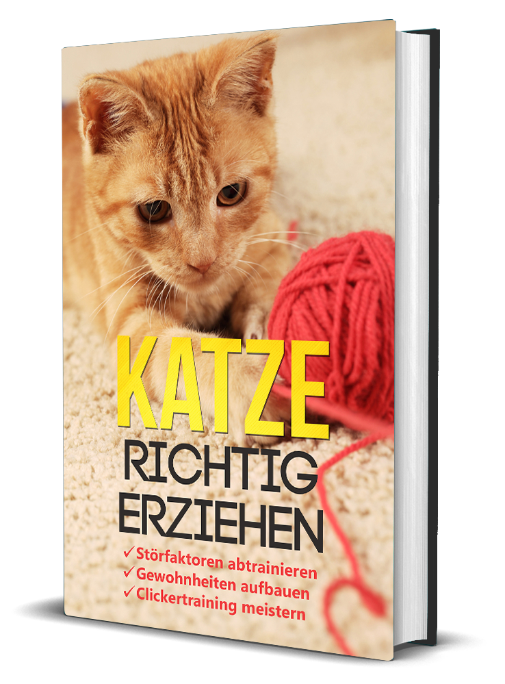 https://www.meine-erste-katze.de/wp-content/uploads/2020/07/katze-richtig-erziehen-3d-1.png